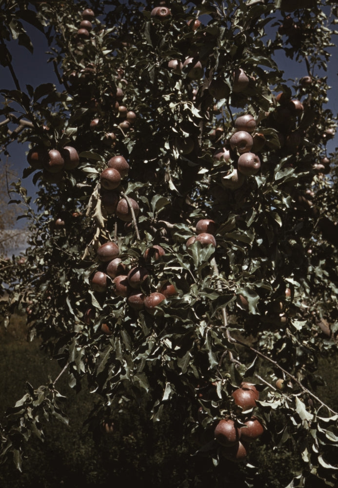 Peaches on a tree in an orchard - poster print