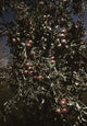 Peaches on a tree in an orchard - poster print