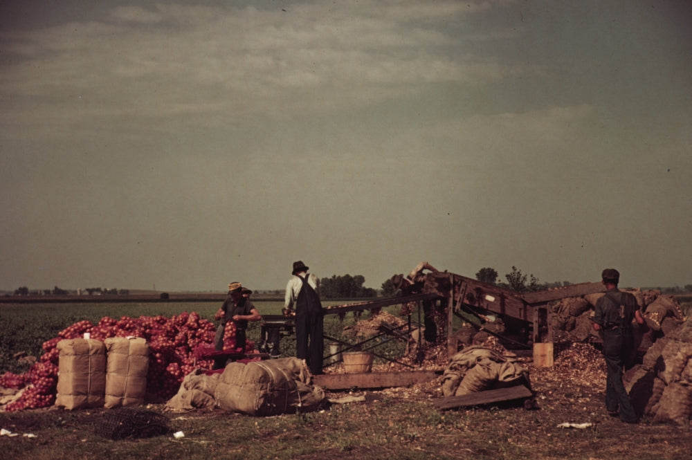 Grading and Packing Onions Poster Print - Minnesota