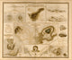 The Physical Atlas Poster Print showcasing natural phenomena maps