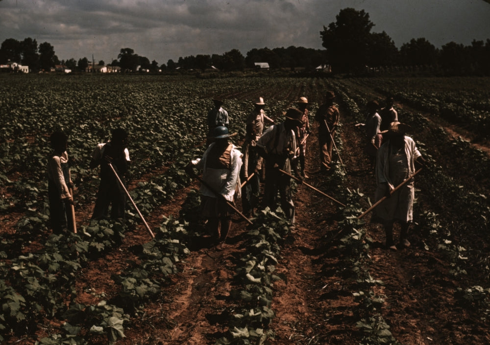Bayou Bourbeau Plantation Poster Print featuring farmers in a field.