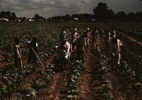 Bayou Bourbeau Plantation Poster Print featuring farmers in a field.