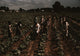Bayou Bourbeau Plantation Poster Print featuring farmers in a field.