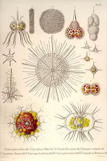 Radiolaria Poster Print by Ernst Haeckel showcasing marine protozoans.