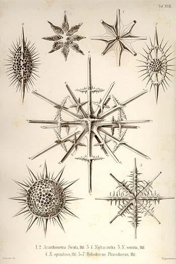 Radiolaria poster print by Ernst Haeckel showcasing intricate marine protozoans.