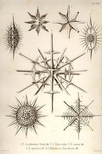 Radiolaria poster print by Ernst Haeckel showcasing intricate marine protozoans.