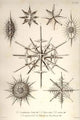 Radiolaria poster print by Ernst Haeckel showcasing intricate marine protozoans.