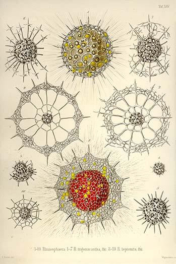 Radiolaria poster print by Ernst Haeckel showcasing intricate protozoan designs.