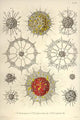 Radiolaria poster print by Ernst Haeckel showcasing intricate protozoan designs.