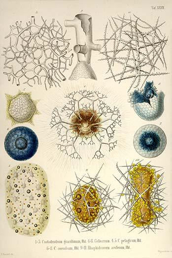 Radiolaria Poster Print by Ernst Haeckel showcasing detailed amoeboid protozoans.