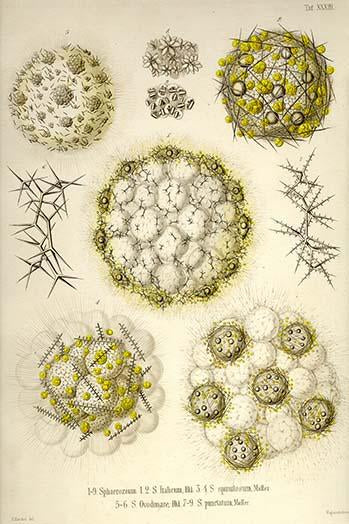 Radiolaria Poster Print by Ernst Haeckel showcasing intricate mineral skeletons.