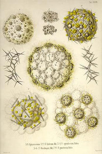 Radiolaria Poster Print by Ernst Haeckel showcasing intricate mineral skeletons.
