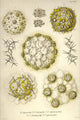Radiolaria Poster Print by Ernst Haeckel showcasing intricate mineral skeletons.