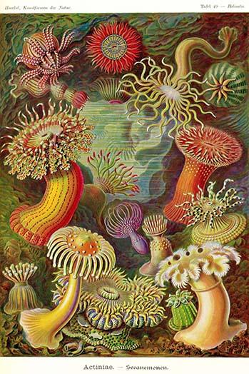 Sea Anemones Poster Print showcasing vibrant marine life artwork.