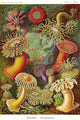 Sea Anemones Poster Print showcasing vibrant marine life artwork.