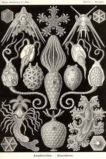 Echinoderms vintage art reproduction poster print by Ernst Haeckel.