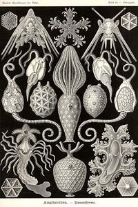 Echinoderms vintage art reproduction poster print by Ernst Haeckel.