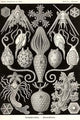 Echinoderms vintage art reproduction poster print by Ernst Haeckel.