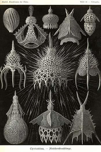 Radiolaria vintage art poster print by Ernst Haeckel showcasing intricate microscopic forms.