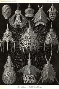 Radiolaria vintage art poster print by Ernst Haeckel showcasing intricate microscopic forms.
