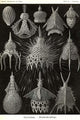 Radiolaria vintage art poster print by Ernst Haeckel showcasing intricate microscopic forms.