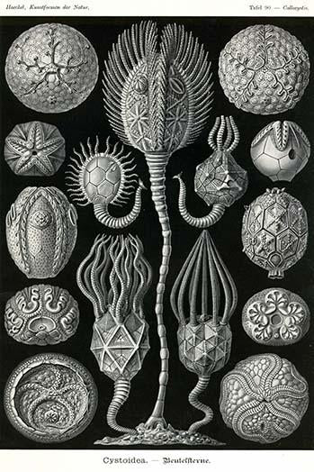 Cystoidea poster print by Ernst Haeckel showcasing extinct echinoderms