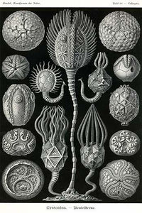 Cystoidea poster print by Ernst Haeckel showcasing extinct echinoderms