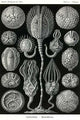 Cystoidea poster print by Ernst Haeckel showcasing extinct echinoderms