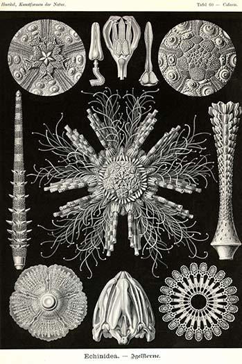 Echinoderms vintage art print by Ernst Haeckel, showcasing intricate marine life.
