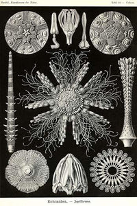 Echinoderms vintage art print by Ernst Haeckel, showcasing intricate marine life.