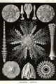 Echinoderms vintage art print by Ernst Haeckel, showcasing intricate marine life.