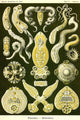 Flatworms poster print by Ernst Haeckel showcasing detailed illustrations of marine creatures.