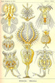Minute Worms Poster Print by Ernst Haeckel showcasing vibrant nature art.