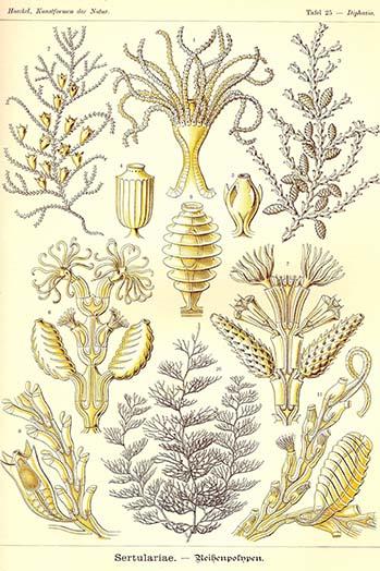 Sertulariae Vintage Art Print by Ernst Haeckel - marine life artwork