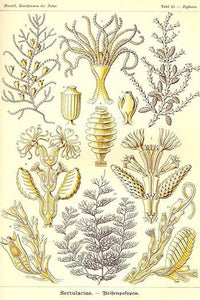 Sertulariae Vintage Art Print by Ernst Haeckel - marine life artwork