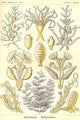 Sertulariae Vintage Art Print by Ernst Haeckel - marine life artwork