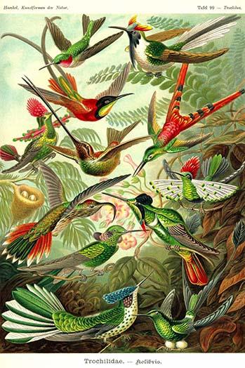 Hummingbirds vintage art reproduction print by Ernst Haeckel.
