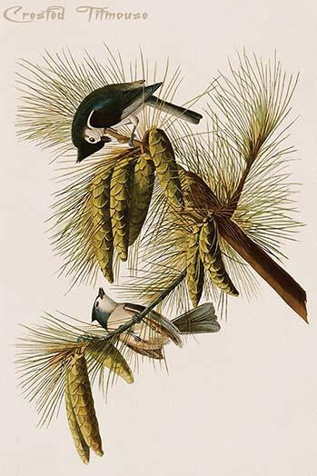 Hand-colored aquatint engraving from The Birds of America by John James Audubon.