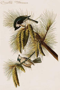 Hand-colored aquatint engraving from The Birds of America by John James Audubon.