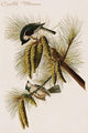 Hand-colored aquatint engraving from The Birds of America by John James Audubon.