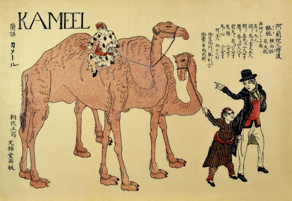 Camels with Dutch Handlers Poster Print showcasing majestic camels and Dutch handlers.