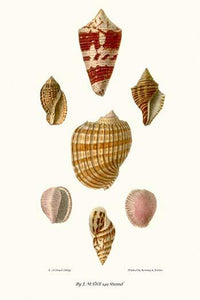 Helix Shells Vintage Art Print by John Mawe, detailed illustration