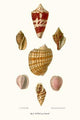 Helix Shells Vintage Art Print by John Mawe, detailed illustration