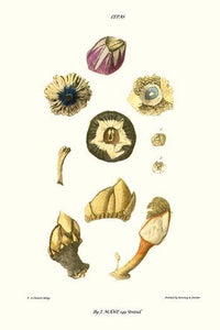 Barnacle Shell Vintage Art Print by John Mawe