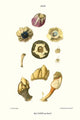 Barnacle Shell Vintage Art Print by John Mawe