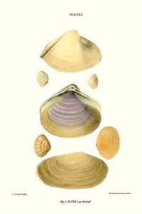 Trough Shells Vintage Art Print by John Mawe showcasing intricate shell details.
