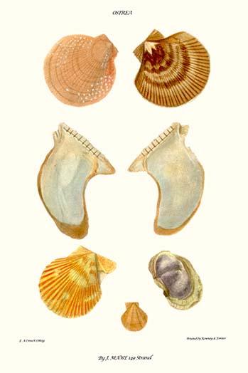 Oyster Shells Vintage Art Print by John Mawe showcasing intricate details.