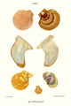 Oyster Shells Vintage Art Print by John Mawe showcasing intricate details.