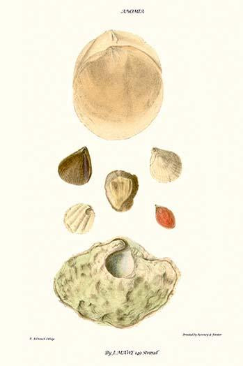 Vintage Lamp Shells Art Print by John Mawe, featuring intricate details.