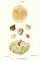 Vintage Lamp Shells Art Print by John Mawe, featuring intricate details.